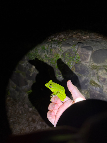 Chinese Flying Frog