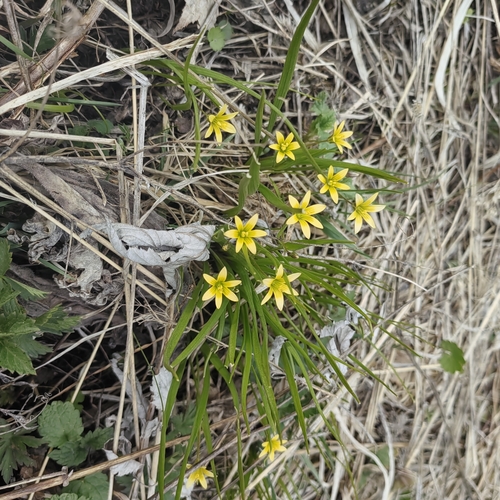 Gagea granulosa, photograph 1