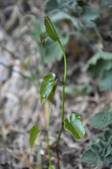 Aristolochia sempervirens