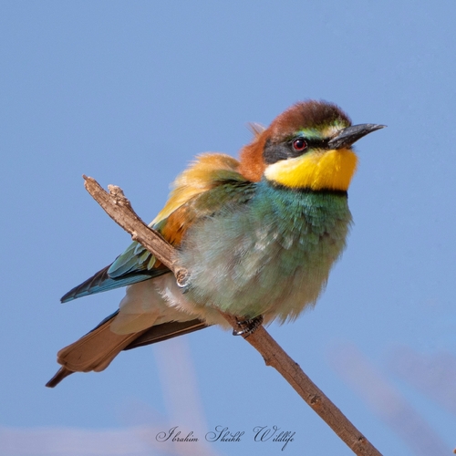 European Bee-eater