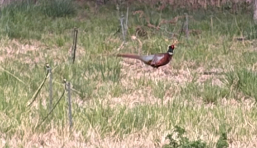Ring-necked Pheasant