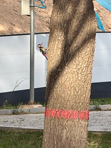 Great Spotted Woodpecker
