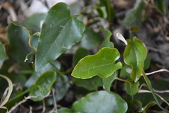 Aristolochia sempervirens
