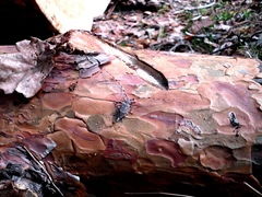 Acanthocinus aedilis