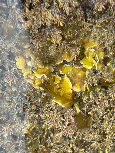 Mesophyllum observed 2026-05-16