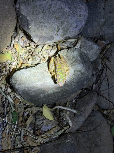 Tianmu Sharp-nosed Frog