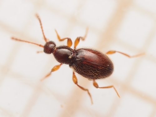 Scydmaenus, 2026-05-16