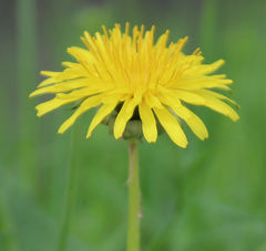 Taraxacum officinale