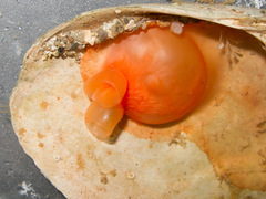 Cnemidocarpa finmarkiensis