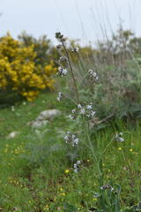 Anchusa strigosa