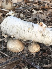 Fomitopsis betulina