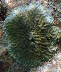 Pseudodiploria clivosa