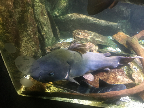 Widehead catfish (Clarotes laticeps) — Claroteidae — 5