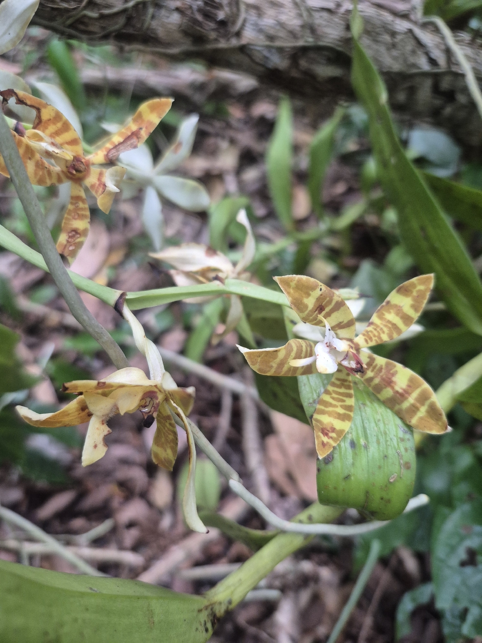 Trichoglottis fasciata (Trichoglottis fasciata)