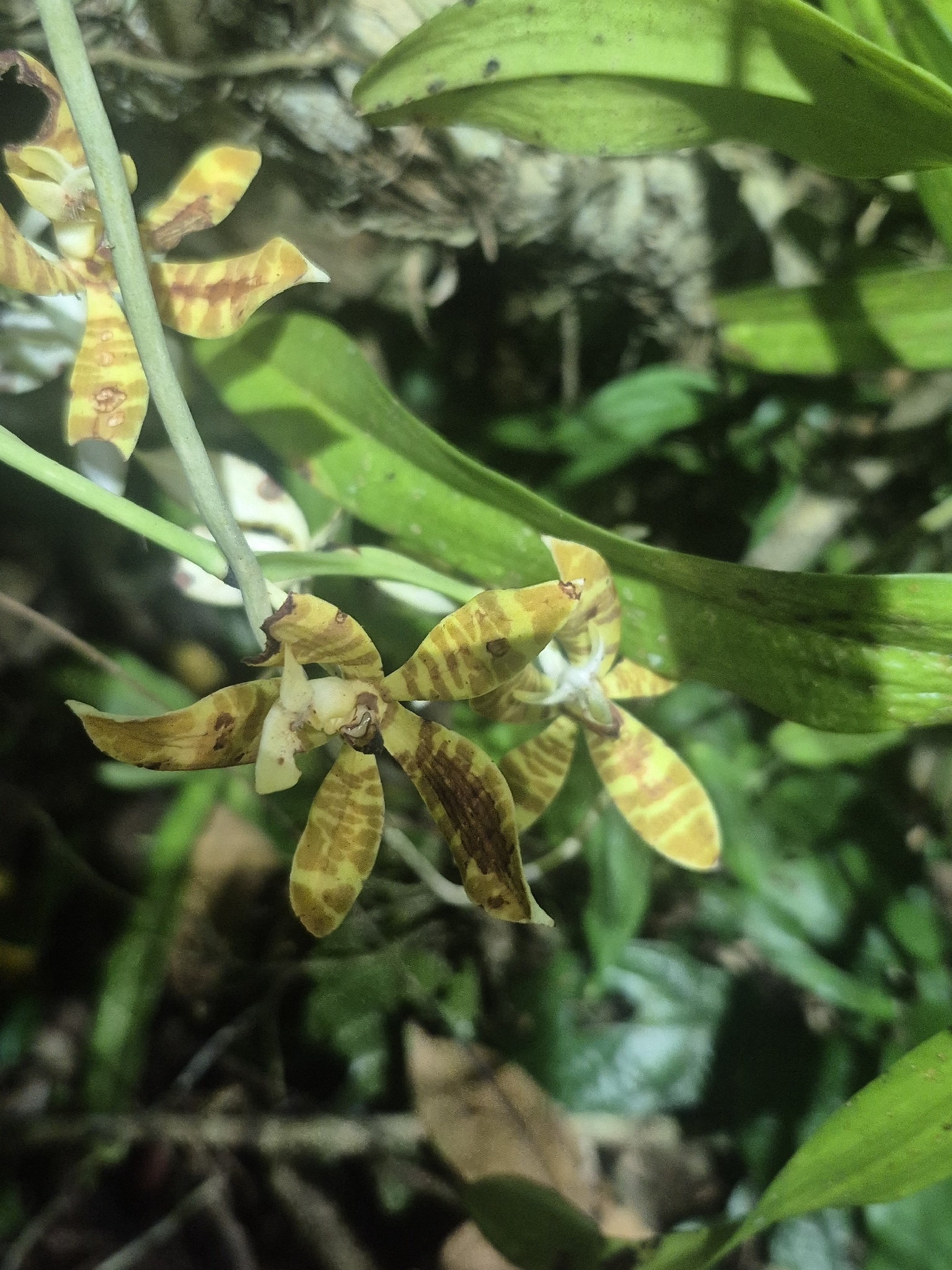 Trichoglottis fasciata — ảnh 2