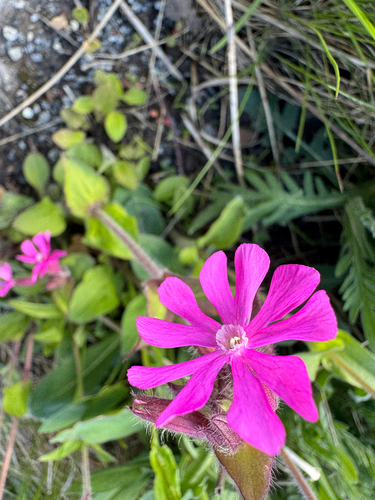 red campion