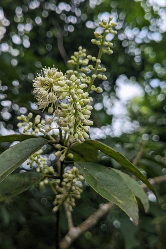 Itea oldhamii, photograph 3
