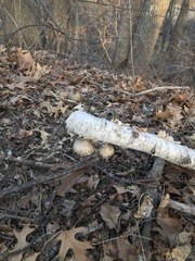 Fomitopsis betulina