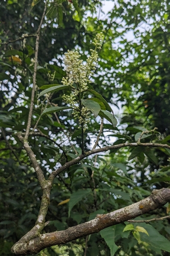 Itea oldhamii, photograph 4