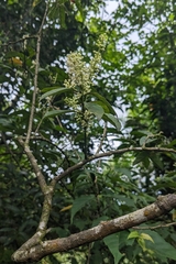 Itea oldhamii, photograph (c) 許文俊, some rights reserved (CC BY-SA)