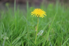 Taraxacum officinale