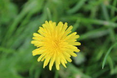 Taraxacum officinale