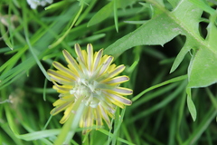 Taraxacum officinale