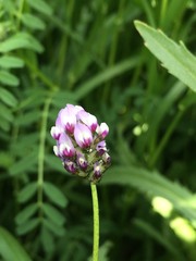 Astragalus didymocarpus