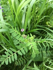 Astragalus didymocarpus