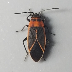 Ochrimnus lineoloides