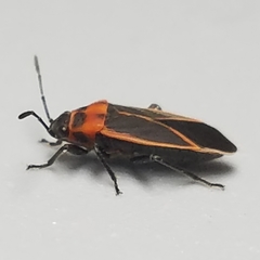 Ochrimnus lineoloides