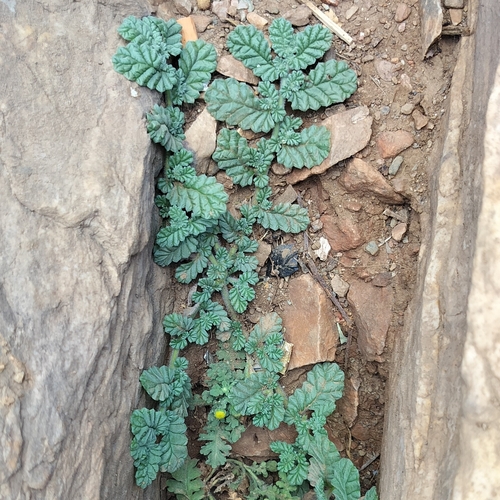 Coldenia procumbens