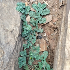 Coldenia procumbens