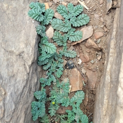 Coldenia procumbens, photograph (c) nirjesh gautam, some rights reserved (CC BY)