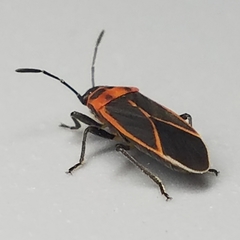 Ochrimnus lineoloides