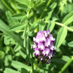Astragalus didymocarpus