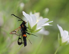 Synanthedon culiciformis