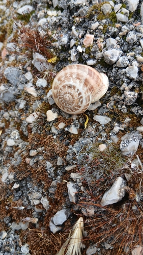 Chocolate-band Snail