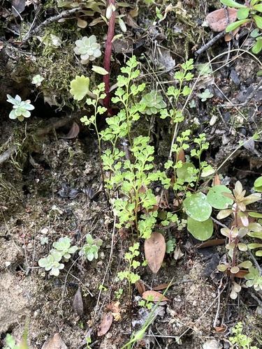 Jersey fern