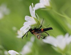 Synanthedon culiciformis