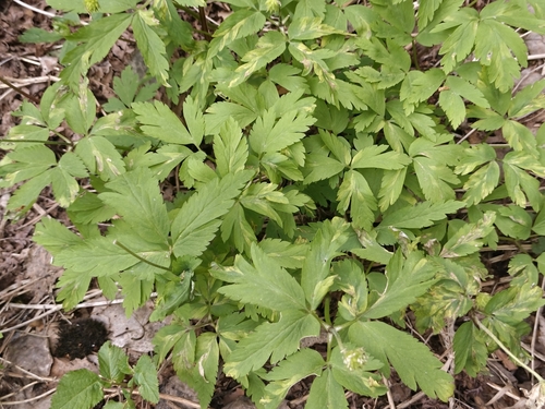 Anemone altaica, photograph 2