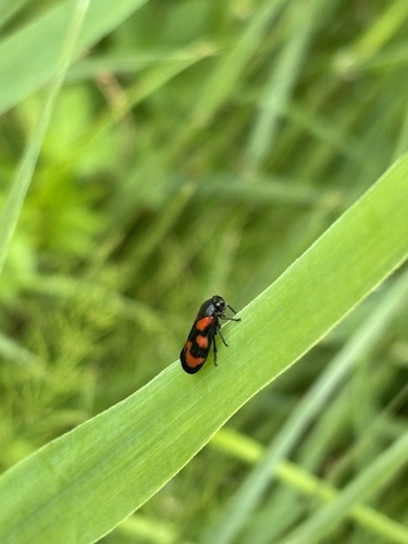 Common Froghopper, Koenenkade, Amsterdam, Noord-Holland, NL, photo 5 of 10