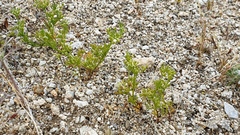 Spermolepis infernensis