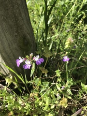 Collinsia violacea