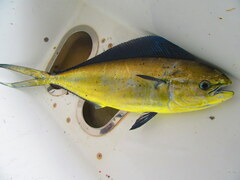 Pompano Dolphinfish photo 3