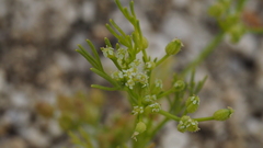 Spermolepis infernensis