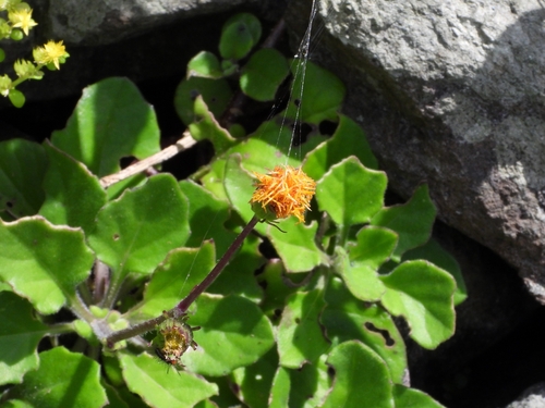Gynura divaricata observed 2026-05-16