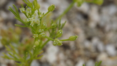 Spermolepis infernensis