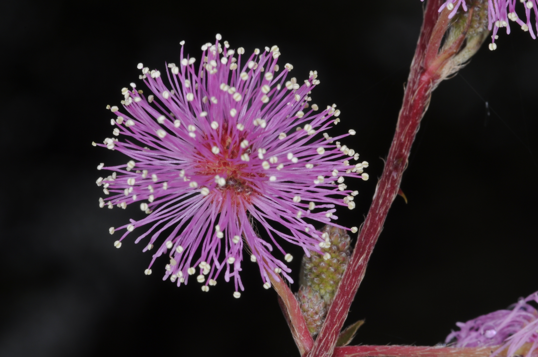 Mimosa