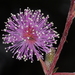 Mimosa - Photo (c) aacocucci,  זכויות יוצרים חלקיות (CC BY-NC), הועלה על ידי aacocucci